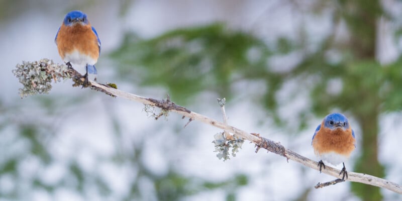 Two bluebirds with orange chests perched on a thin, lichen-covered branch. The birds are positioned at opposite ends of the branch against a blurred green and white background, suggesting a natural outdoor setting.