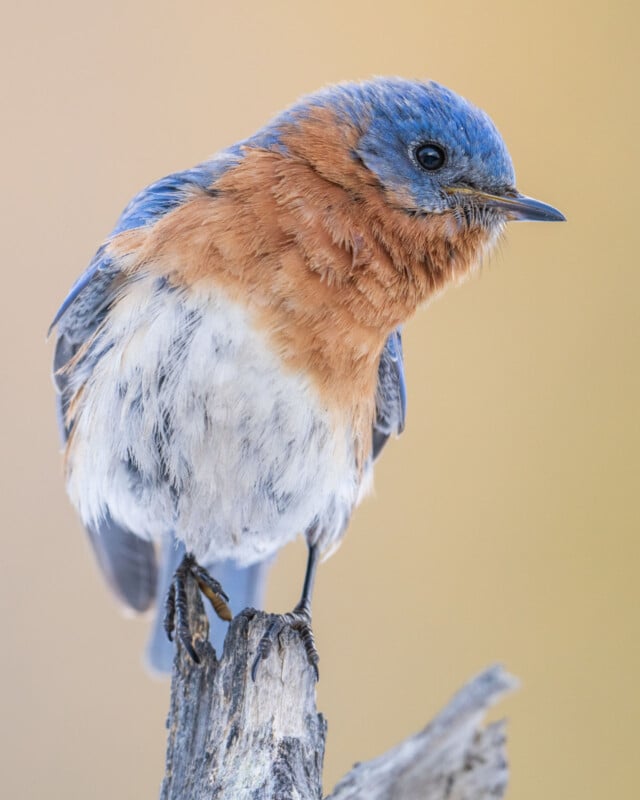 A bluebird with vibrant blue and orange feathers is perched on a wooden branch. The soft, blurred beige background emphasizes the bird's colorful plumage and inquisitive expression.