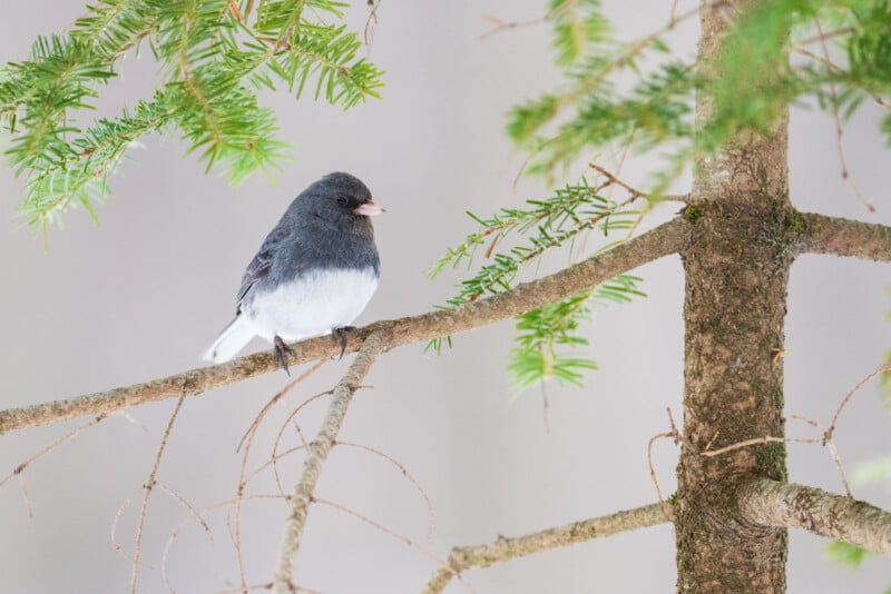 A small bird with a dark gray head and back, and a white belly perches on a branch of an evergreen tree. The background is softly blurred, highlighting the bird and the green needles of the tree.