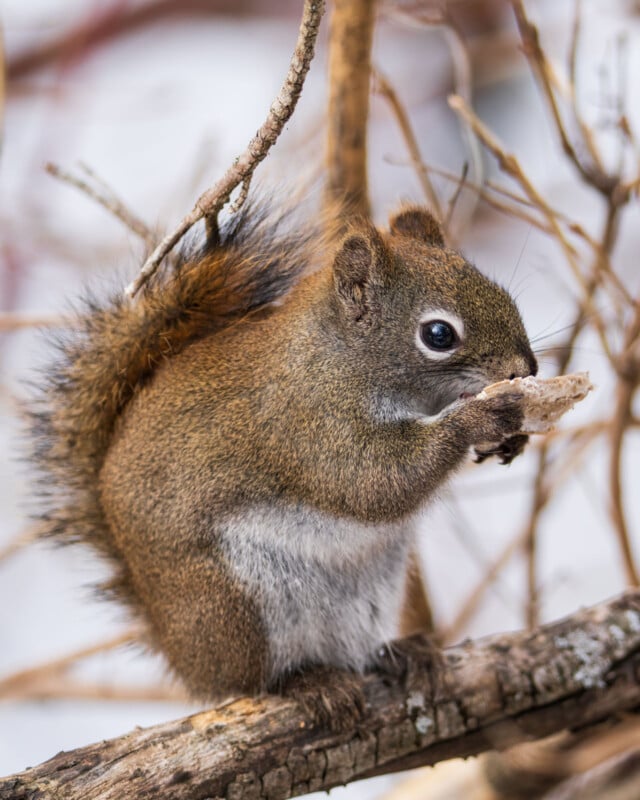 A small squirrel with a bushy tail sits on a branch, holding and nibbling on a piece of food. Its fur is a mix of brown and gray, and it is surrounded by several bare branches. The background is softly blurred.