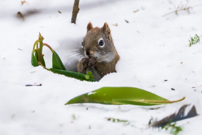 A small squirrel peeks out from a hole in the snow, holding something in its paws. A few green leaves rest on the snow nearby. The scene captures a moment of wildlife amidst a snowy landscape.
