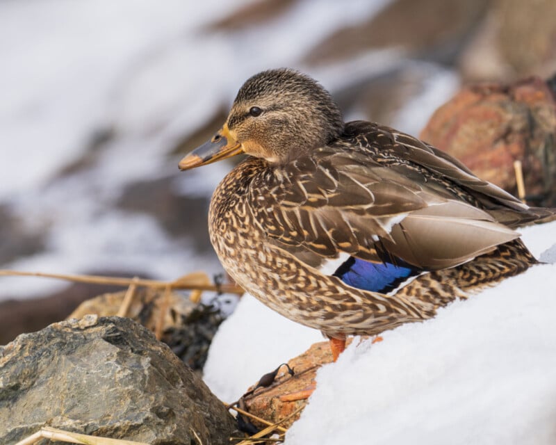 A duck with brown speckled feathers and a distinctive blue patch rests on snow-covered rocks near a body of water.