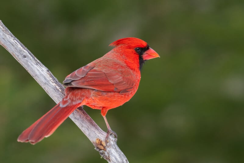 A vibrant red cardinal perches on a diagonal tree branch against a blurred green background. The bird's black face mask contrasts with its bright orange beak and feathered crest.