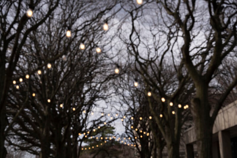 Out-of-focus string lights hang between leafless trees along a pathway, creating a dreamy, soft atmosphere against a cloudy sky.