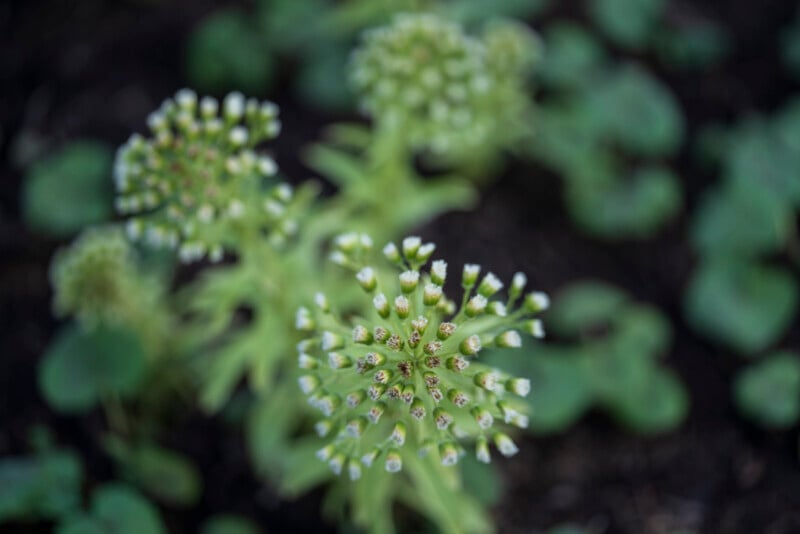 Close-up of green plants with clusters of small buds on long stems, set against a blurred background of foliage and soil. The focus is on the central flower cluster, while others appear out of focus.