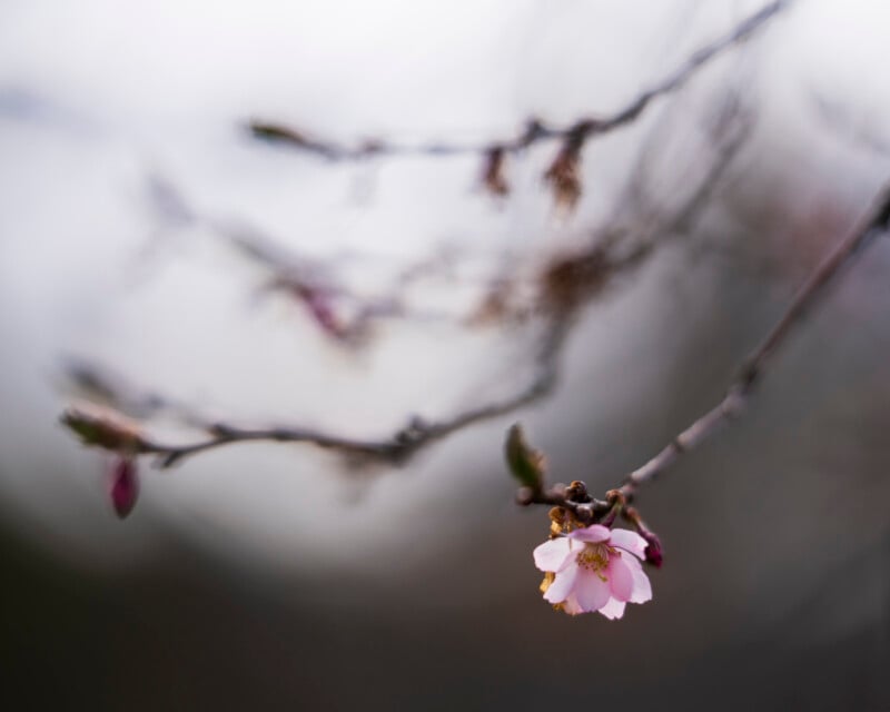 A close-up of a delicate pink flower blooming on a thin, bare branch, with a soft-focus background of more branches and grey sky.
