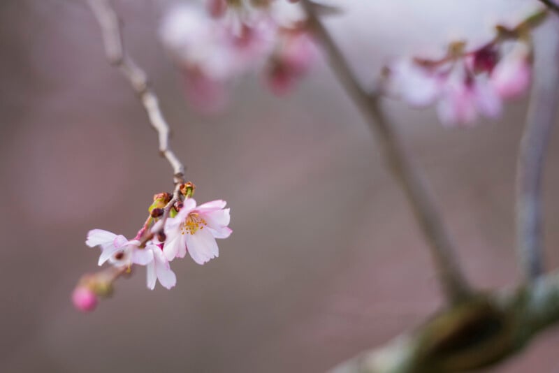 A close-up of delicate pink cherry blossoms blooming on a branch, with a soft, blurred background in shades of gray and pink.