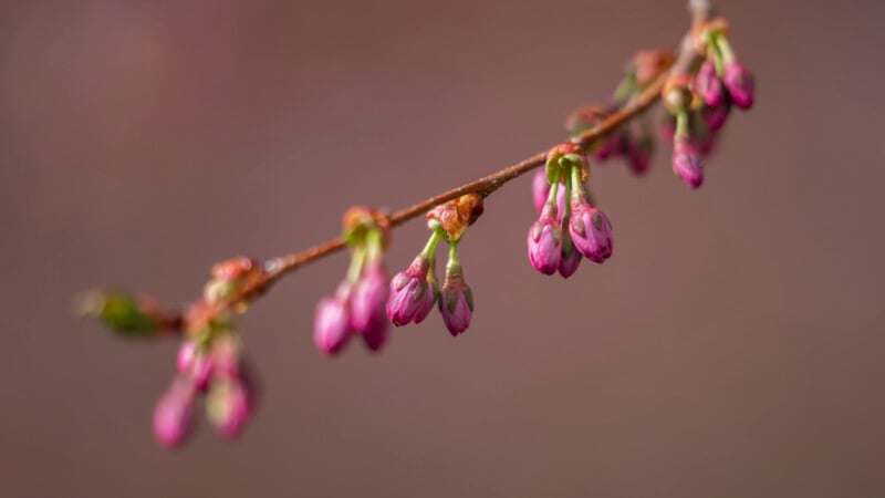 A close-up of a thin branch with clusters of small, closed pink buds, set against a blurred brownish background. The delicate buds suggest early spring growth.