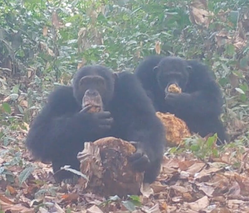 Two chimpanzees sit on the forest floor amid dry leaves, each holding and eating a large piece of fruit or food with both hands. Dense green foliage is visible in the background.