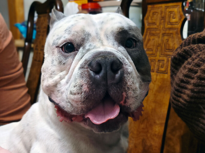 Close-up of a smiling white and gray bulldog with a shiny coat, sitting indoors. The dog's tongue is out, and it appears content. Wooden furniture with carved patterns is visible in the background.