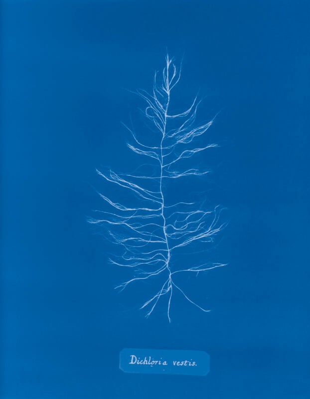 A cyanotype image of a delicate, branching plant or root system displayed on a deep blue background, with a label below reading “Dichloria vestis.”.