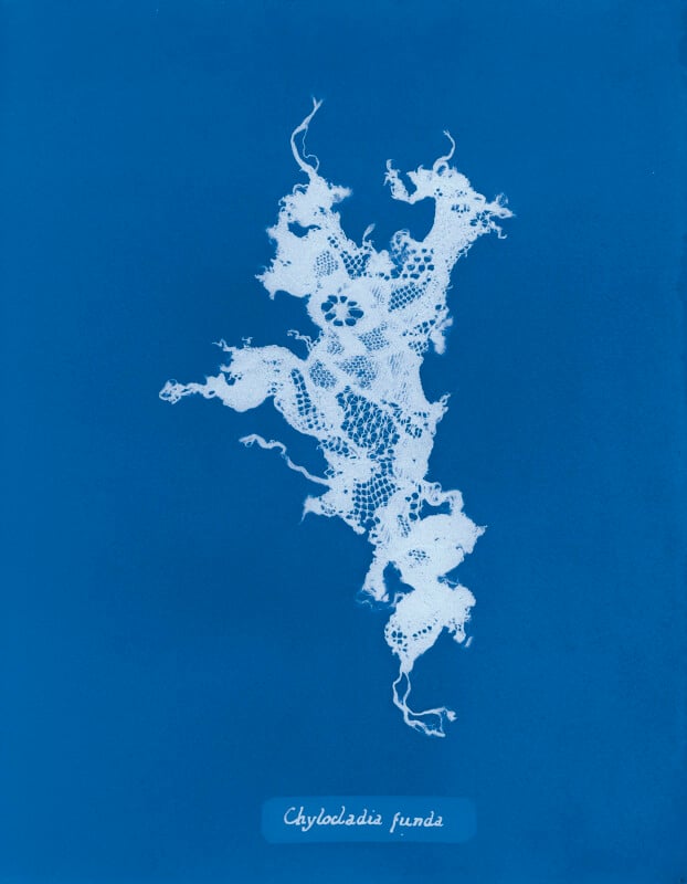 A delicate, lacy white seaweed specimen appears on a blue background, resembling a botanical cyanotype print. Below the specimen, a label reads “Chylocladia fundae” in cursive.