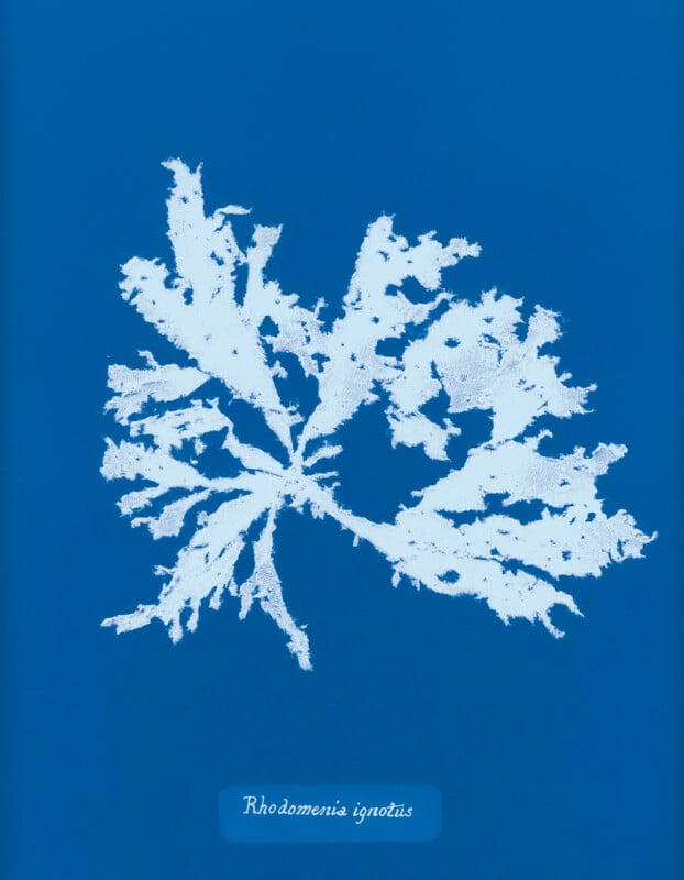 A white silhouette of a seaweed specimen, Rhodomenia ignotus, appears against a bright blue background, resembling a cyanotype botanical print. The plant has multiple branching, feathery fronds.
