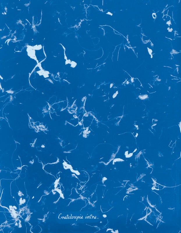 A cyanotype image with white, thread-like and organic shapes scattered across a deep blue background, resembling seaweed fragments. The text "Grateloupia indica" appears at the bottom.