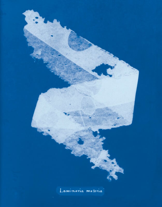 A cyanotype print of a seaweed specimen with lacy, delicate edges, arranged diagonally on a blue background. A small label at the bottom reads “Laminaria media.”.