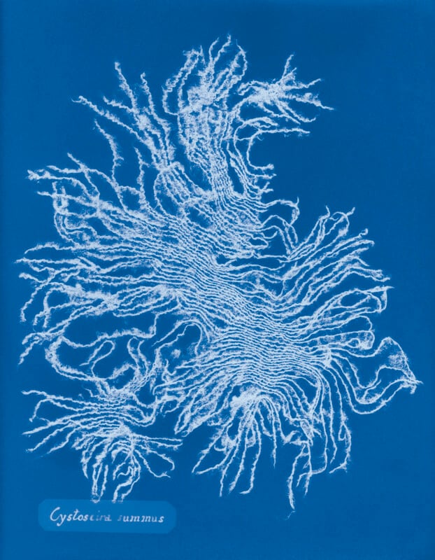 Cyanotype print of a seaweed specimen with delicate, branching tendrils spreading outward on a blue background. The scientific name "Cystoseira summus" is labeled in the lower left corner.