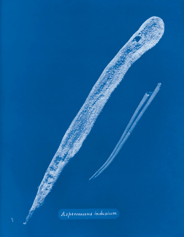 A blue-toned cyanotype image of a long, slender seaweed specimen with a textured surface and two thinner parallel strands, labeled "Asperococcus inddisium" at the bottom.