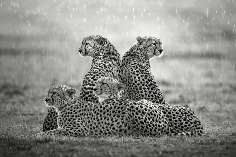 Four cheetahs lie closely together on grass, looking in different directions while rain falls around them. The image is in black and white, creating a dramatic and serene mood.