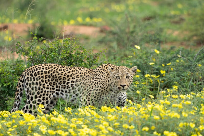 A leopard with a spotted coat stands alert in a field of yellow flowers and green grass, blending into the lush surroundings. The background is a blur of greenery, complementing the vibrant colors of the scene.